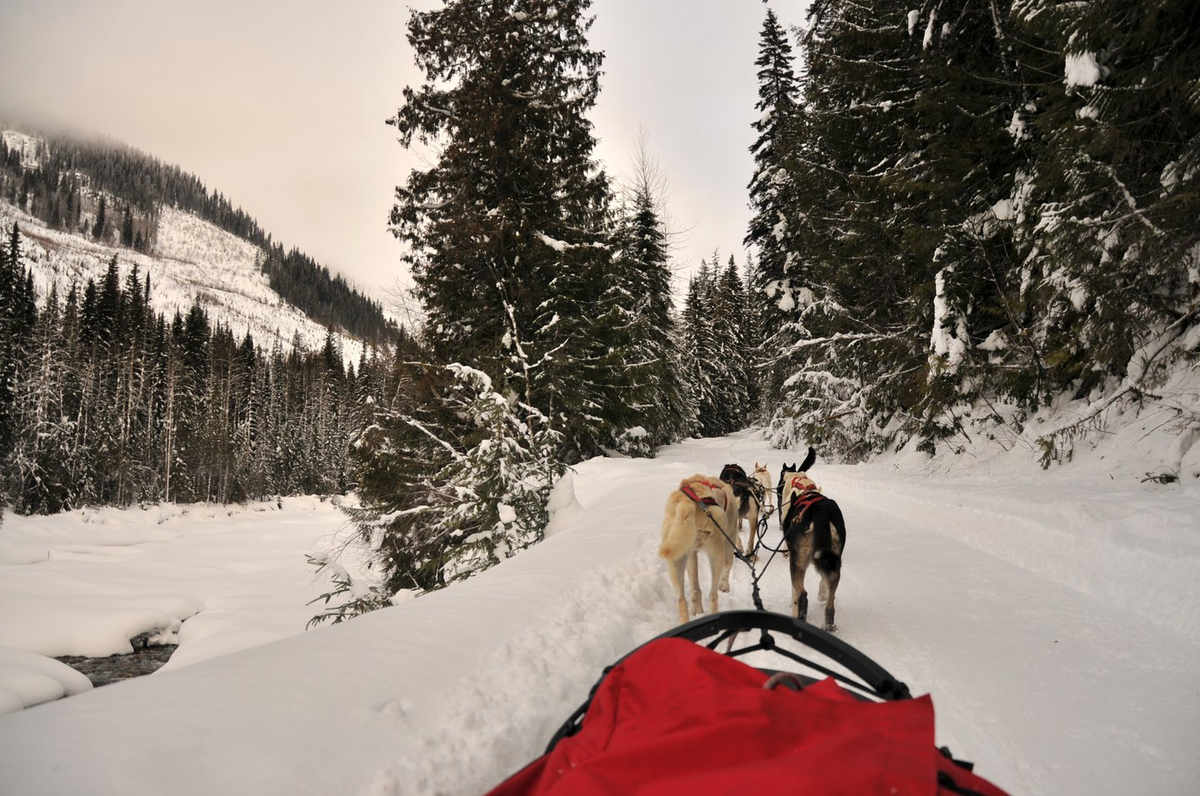 Cold Fire Creek Dog Sledding - Credit: Jeff Bartlett Cold Fire Creek Dog Sledding - Credit: Jeff Bartlett