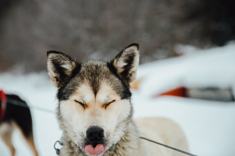 Sled Dog Credit: Mike Seehagel