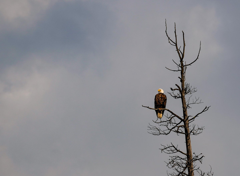 Bald eagle