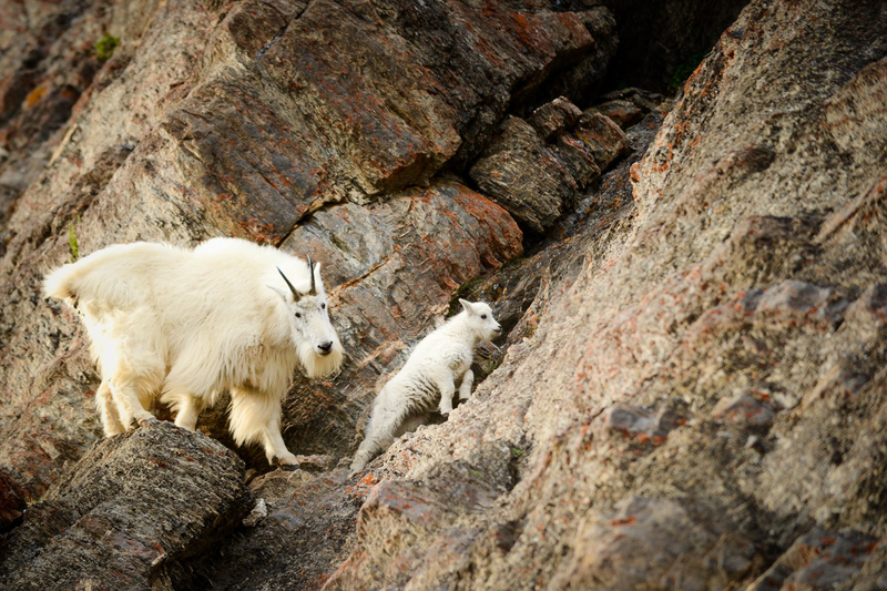 Mountain goat - Jeff Bartlett