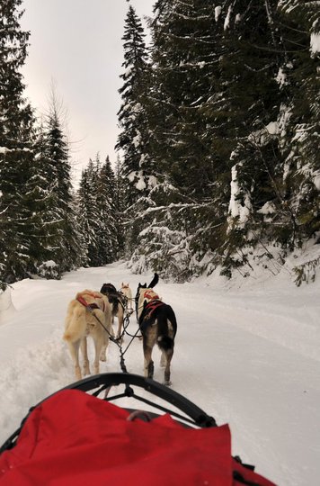 Dog Sledding Cold Fire Creek Credit: Jeff Bartlett Dog Sledding Cold Fire Creek Credit: Jeff Bartlett