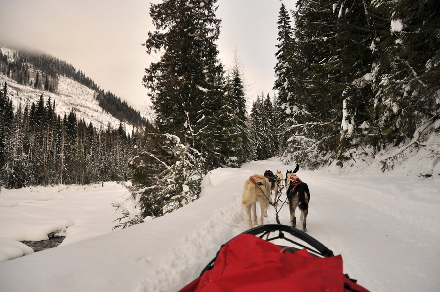 Dog Sledding Cold Fire Creek Credit: Jeff Bartlett