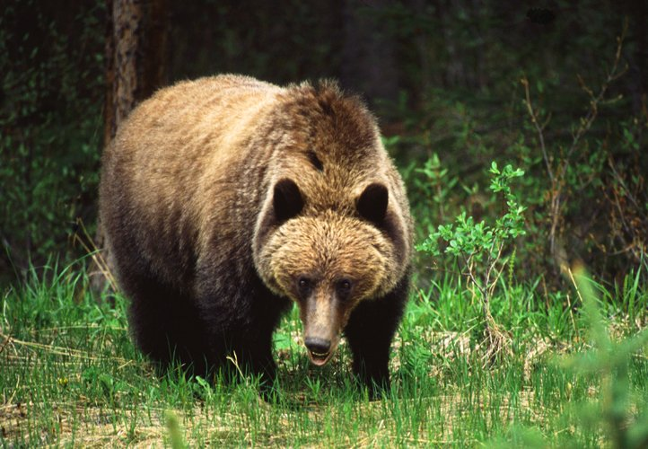 Grizzly bear