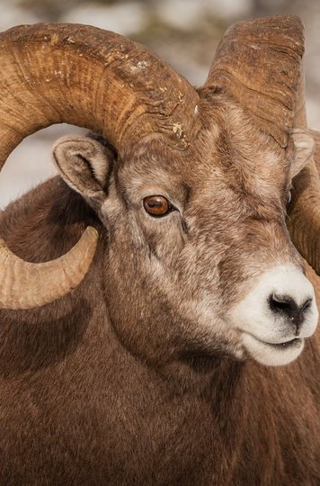 Bighorn sheep