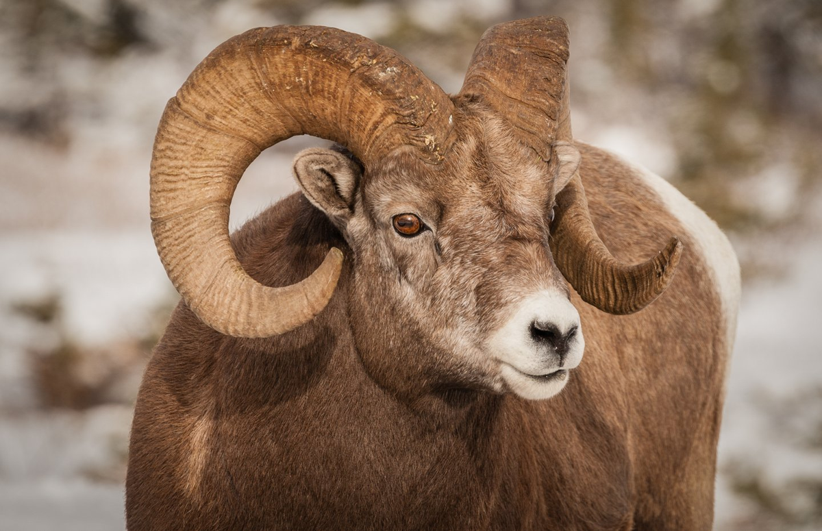 Bighorn sheep Bighorn sheep