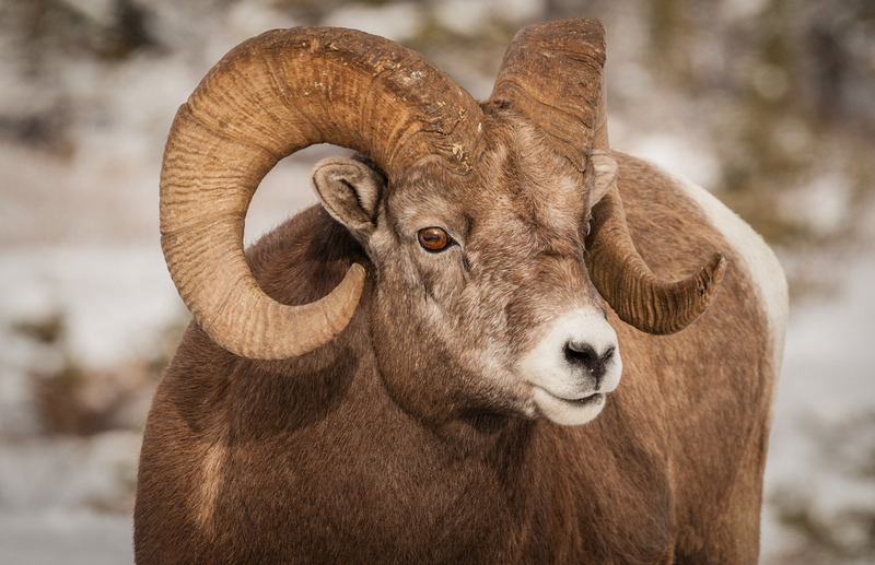 Bighorn sheep