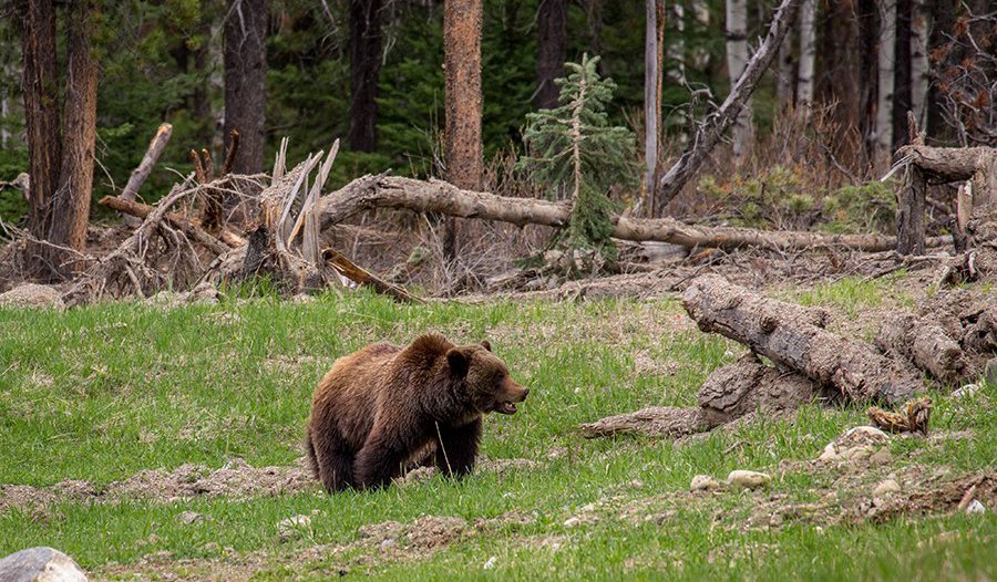 What you need to know about bear safety in Jasper National Park