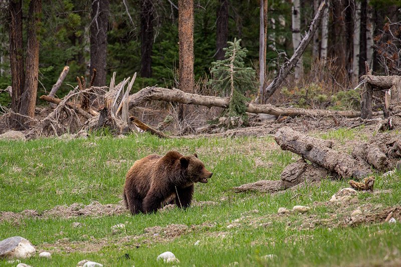 AB-JAS-2014-Grizzly-Bear-in-grass-Parks-Canada.width-800_GkUejYb.jpg
