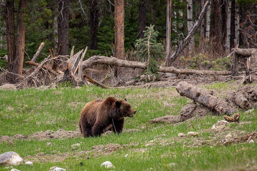 AB-JAS-2014-Grizzly-Bear-in-grass-Parks-Canada-.original_TPW7Tl9.jpg AB-JAS-2014-Grizzly-Bear-in-grass-Parks-Canada-.original_TPW7Tl9.jpg