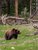 AB-JAS-2014-Grizzly-Bear-in-grass-Parks-Canada-.original_TPW7Tl9.jpg