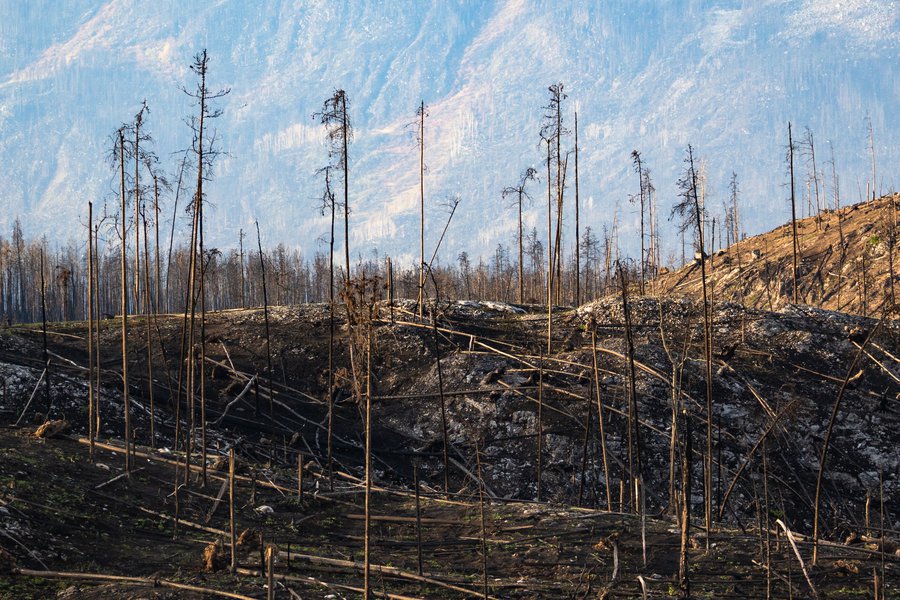 A Story of Fire - Wildland Photo Tours.jpg A Story of Fire - Wildland Photo Tours.jpg