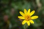 AlpineArnicaFlower-BluePeakTravel-Photography-CR-large.jpg AlpineArnicaFlower-BluePeakTravel-Photography-CR-large.jpg