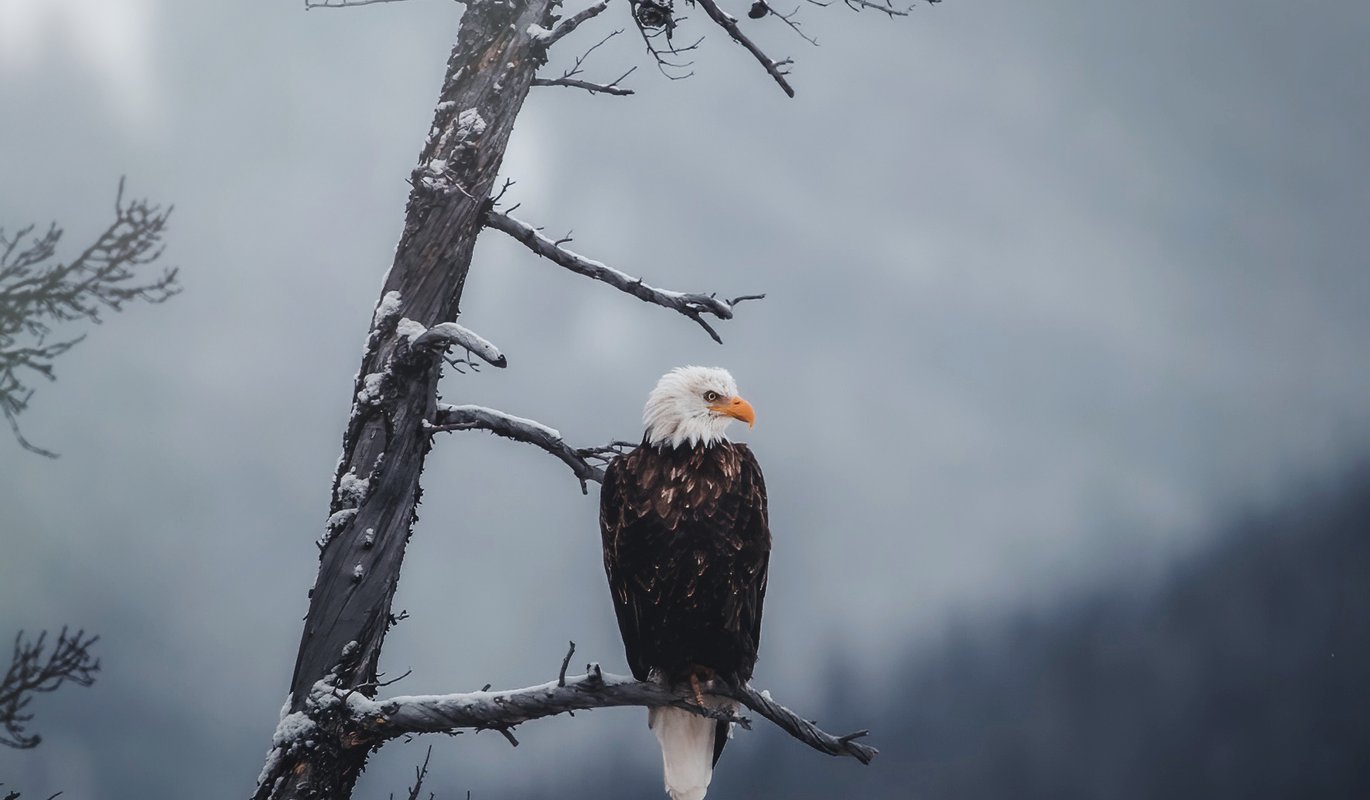 Bald_Eagle.jpg Bald_Eagle.jpg