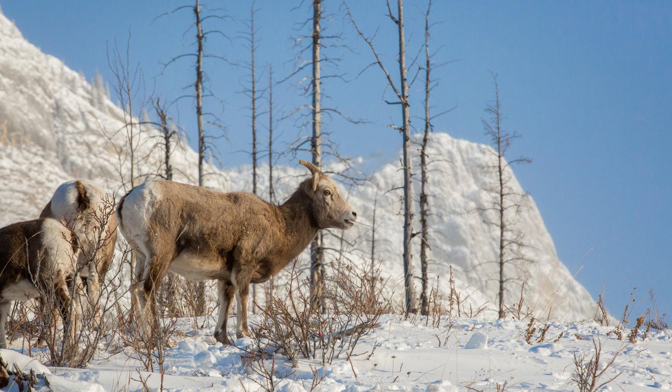 BigHornSheep_ParksCanada_CRRyanBray.jpg