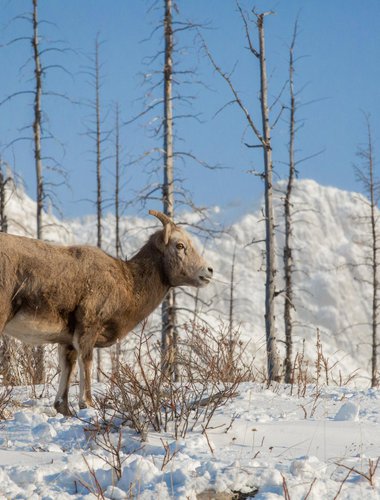 BigHornSheep_ParksCanada_CRRyanBray.jpg
