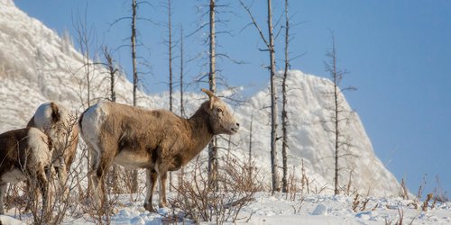 BigHornSheep_ParksCanada_CRRyanBray.jpg