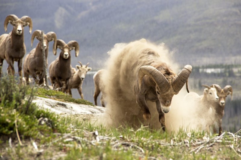 Wildlife and Hike - Jasper Hikes & Tours