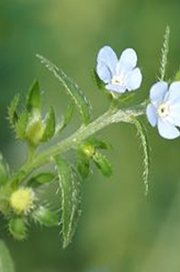 Bluebur