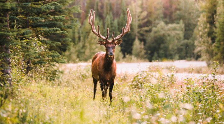 Wildlife Viewing