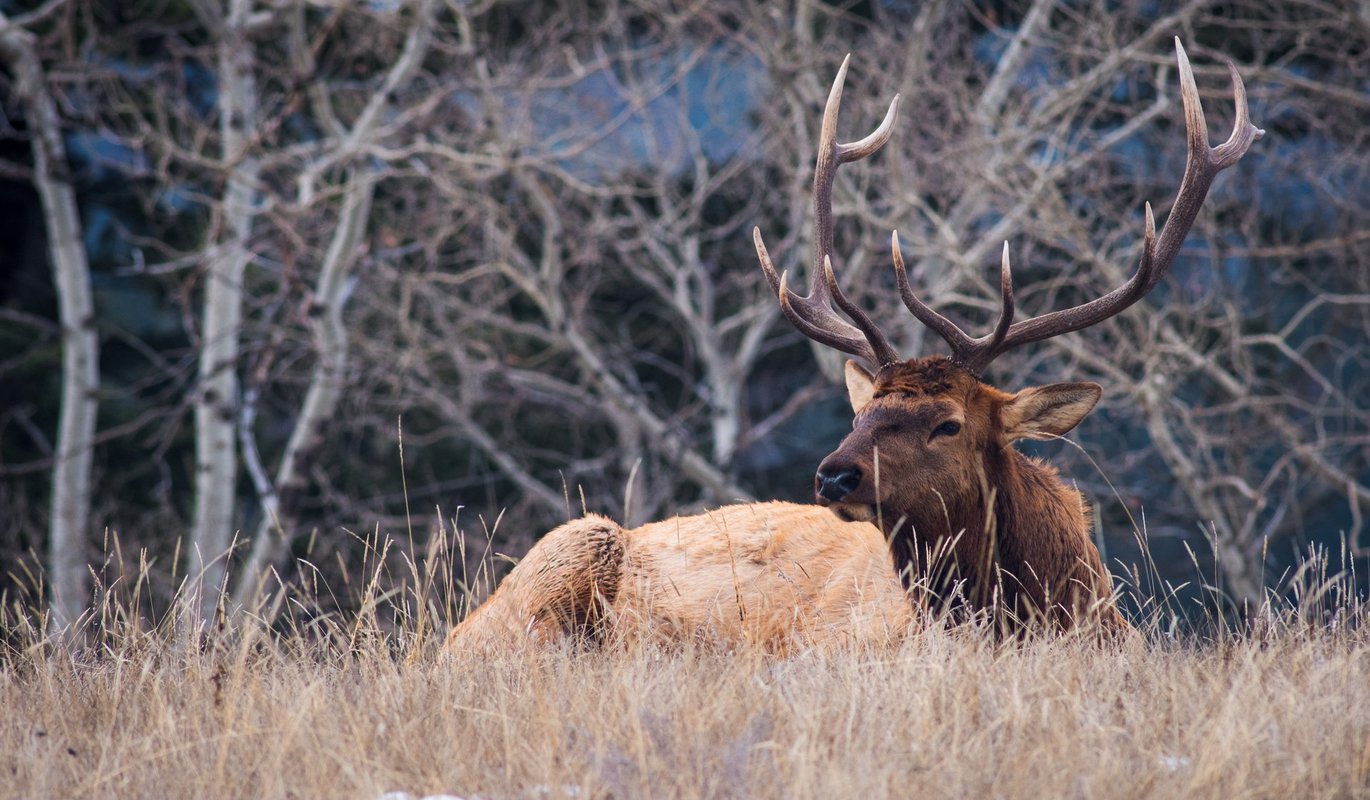 jasper wildlife