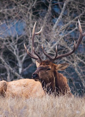 Bull Elk Wildlife - Jeff Lewis Photography