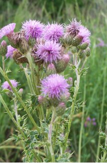 Canada Thistle