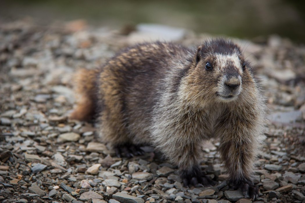 HoaryMarmot-Ryan-Bray-CR.jpg