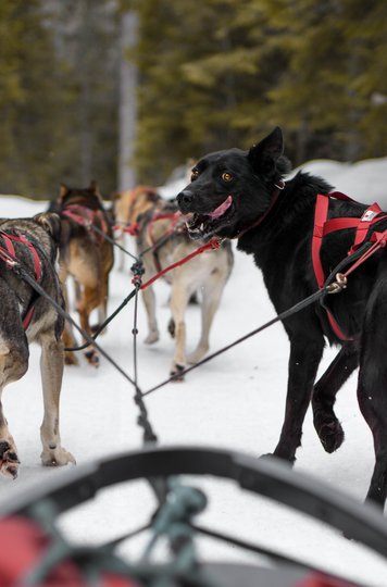 ColdFireCreekDogSledding-DonHenson@awesomedon-IG.jpg