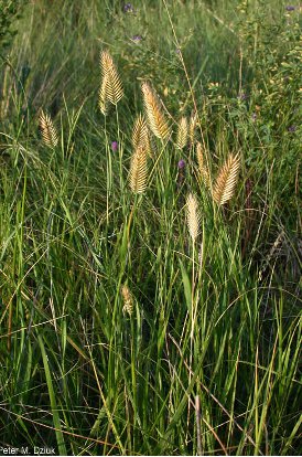 Crested Wheatgrass