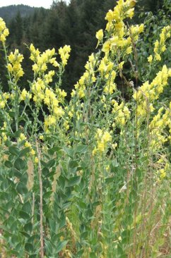 Dalmation Toadflax