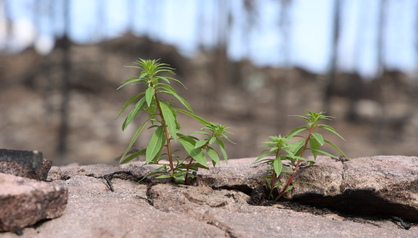 Ecoquest Plant.jpg Ecoquest Plant.jpg