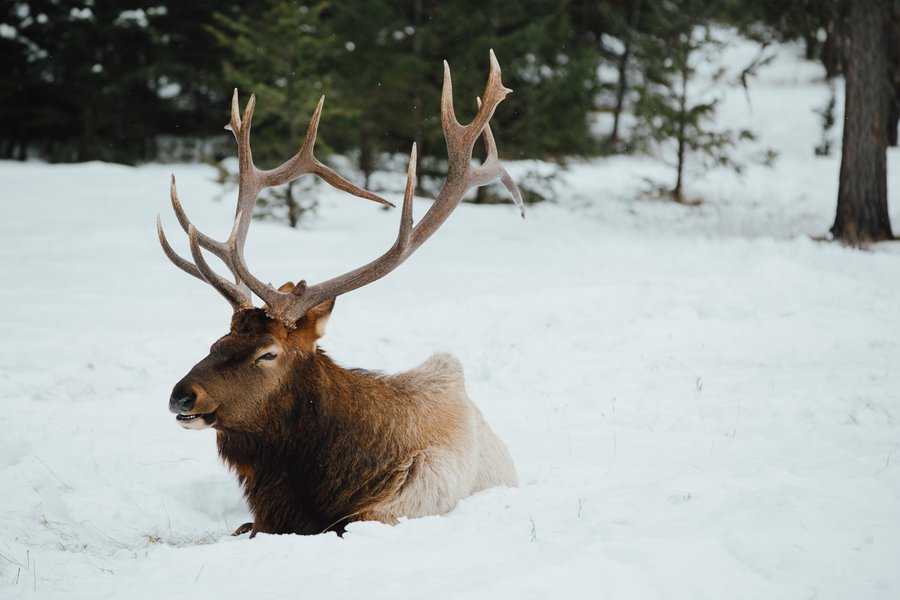 Elk-CRMikeSeehagel.jpg