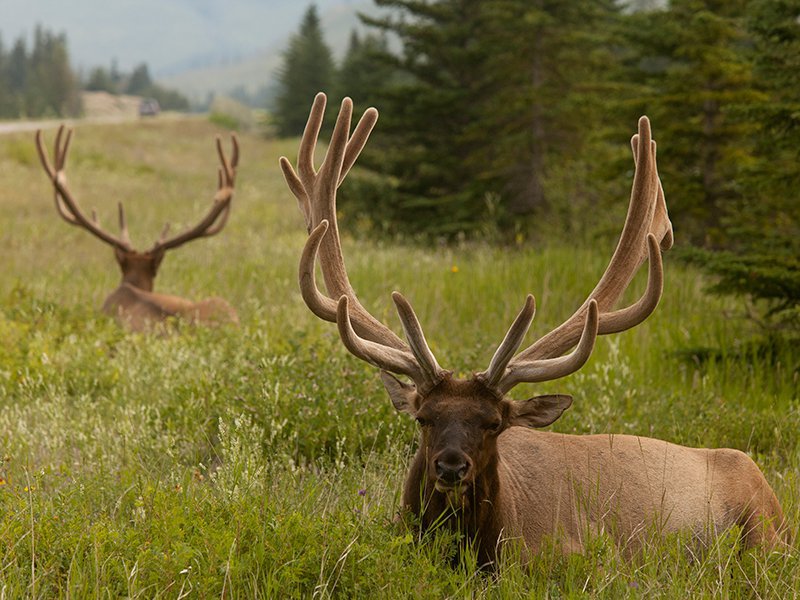 Elk-in-Jasper-National-Park.original.jpg