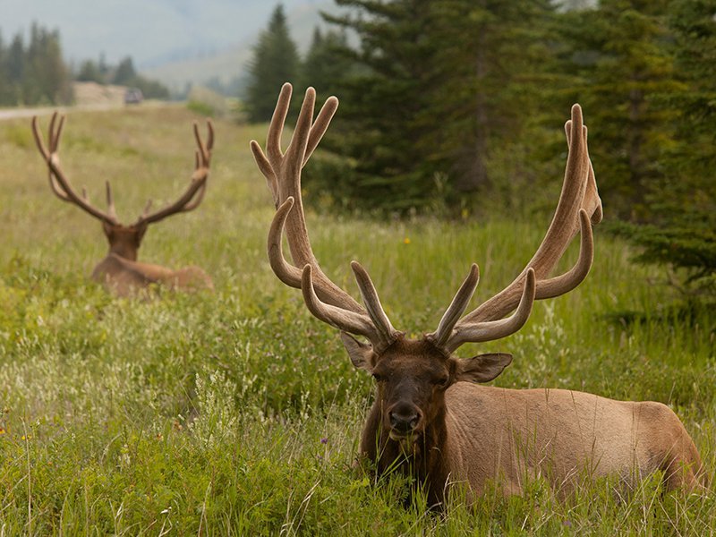 Elk-in-Jasper-National-Park.original.jpg Elk-in-Jasper-National-Park.original.jpg