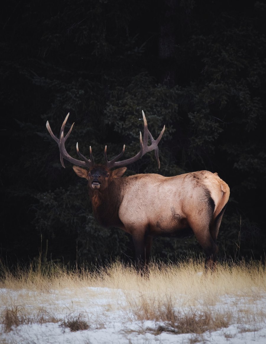 Elk.jpg Elk.jpg
