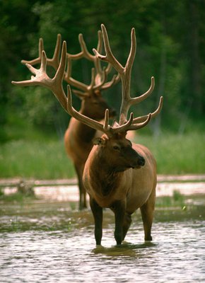 Elk - Sundog Tours