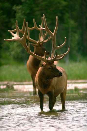 Elk - Sundog Tours