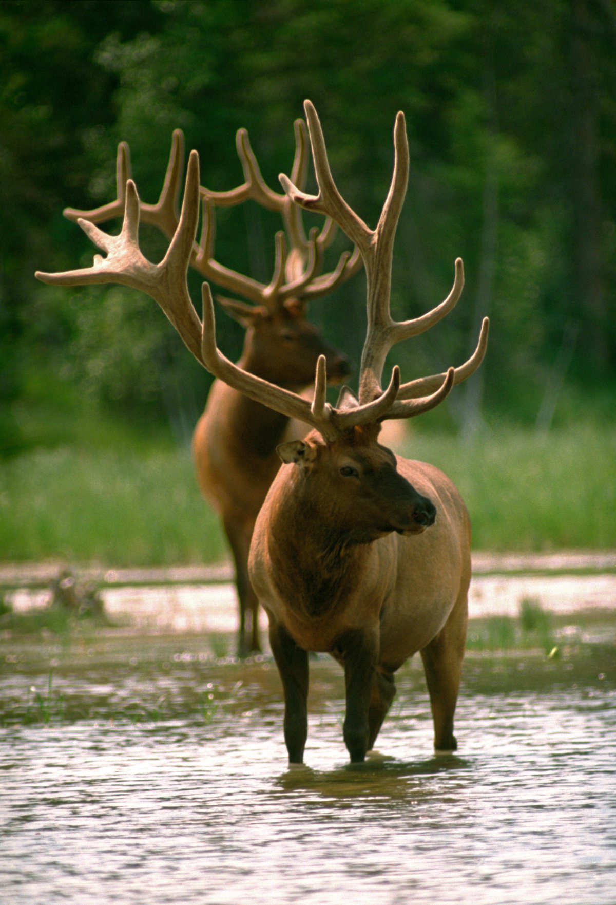 Elk - Sundog Tours