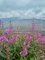 Flowers.jpg Flowers.jpg