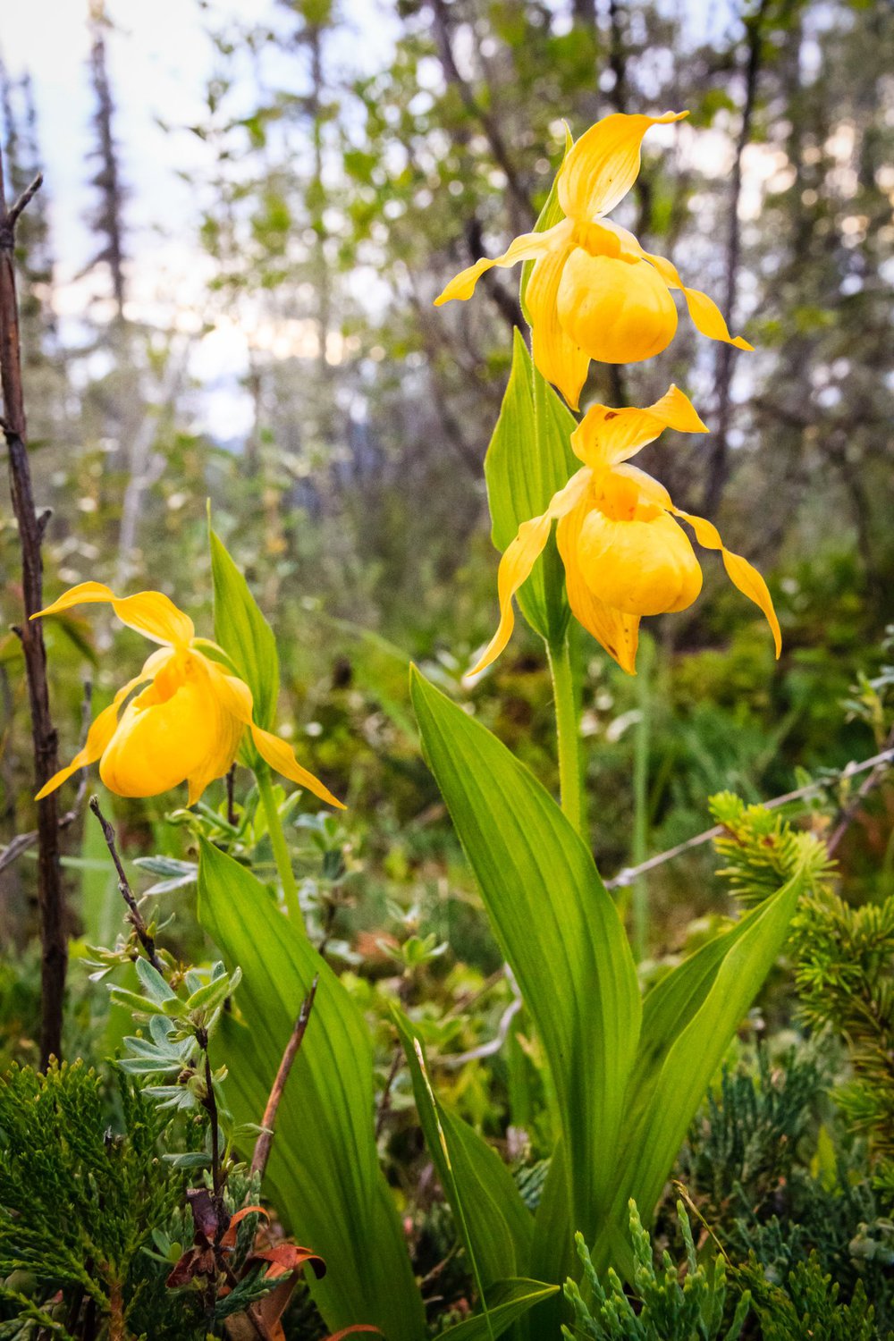 How to see wildflowers in Jasper National Park Tourism Jasper