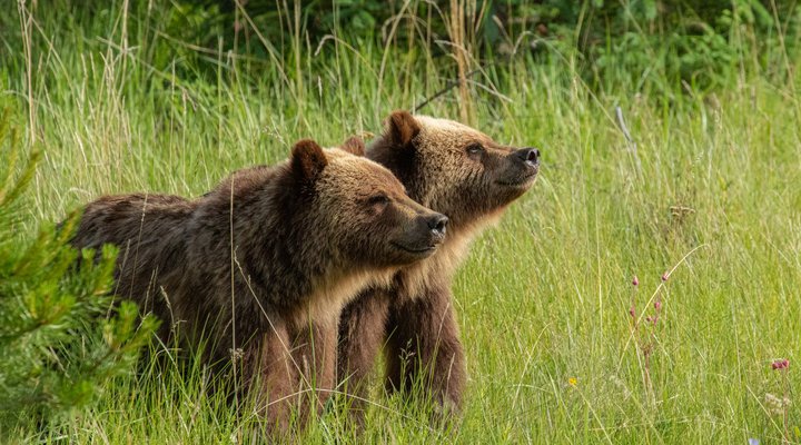 Wildlife Viewing
