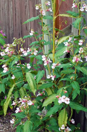 Himalayan Balsam