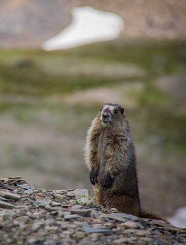 HoaryMarmotStanding-Parks-Canada-Ryan-Bray-CR.jpg
