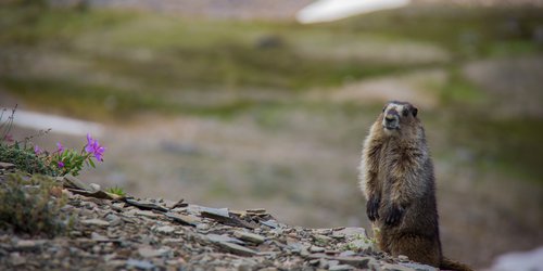 HoaryMarmotStanding-Parks-Canada-Ryan-Bray-CR.jpg