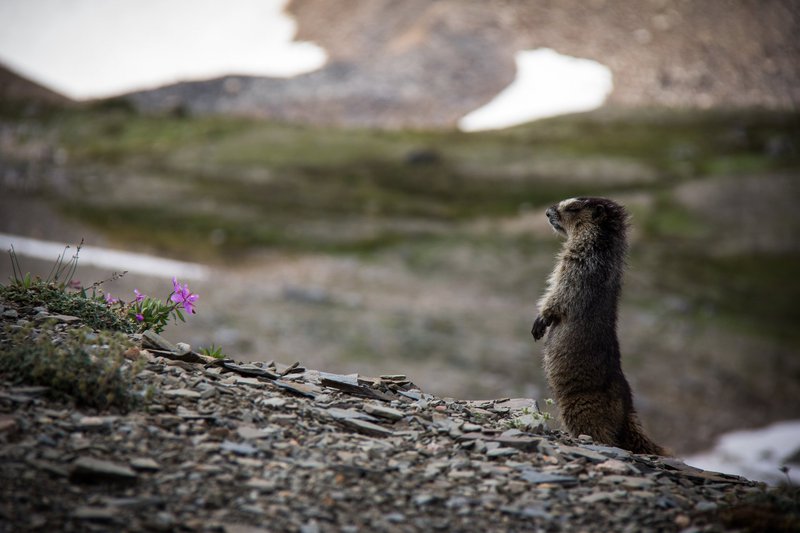 HoaryMarmotStanding-Parks-Canada-RyanBray-CR-large.jpg HoaryMarmotStanding-Parks-Canada-RyanBray-CR-large.jpg