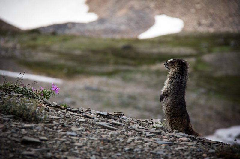 HoaryMarmotStanding-Parks-Canada-RyanBray-CR-large.jpg