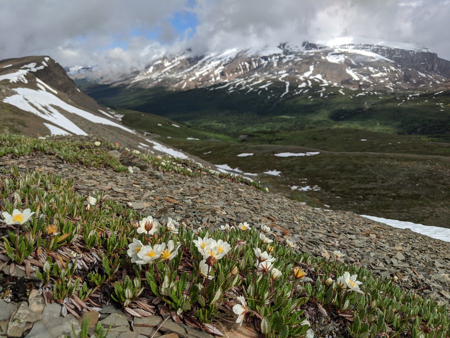 white mountain avens