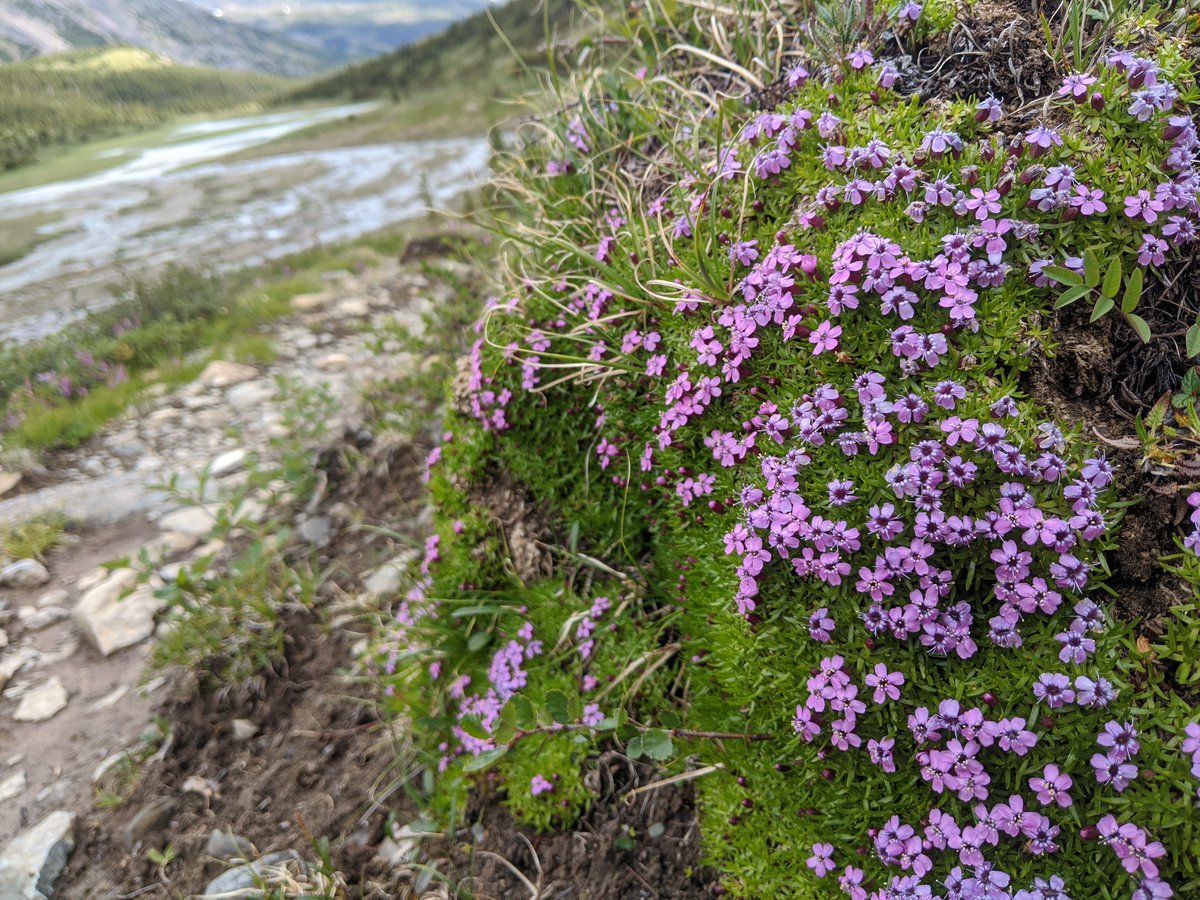How to see wildflowers in Jasper National Park Tourism Jasper