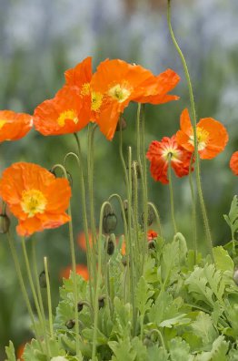 Iceland Poppy