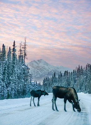 Jasper-Canadian-Rockies-Iconic-Moose-Pyramid -large.jpg